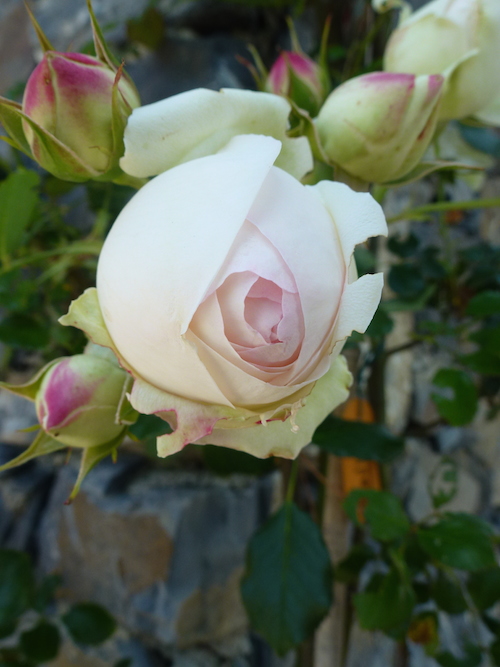 rosa in giardino
